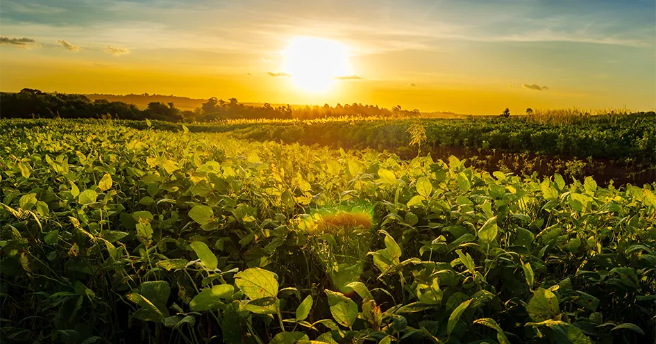 Imagem de um campo de soja com o pôr-do-sol ao fundo (foto)