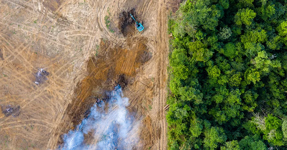 Vista aérea de uma floresta à direita e de uma área desflorestada à esquerda (foto)