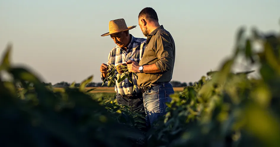 Dois agricultores a inspecionar a sua plantação de soja num dia ensolarado (foto)