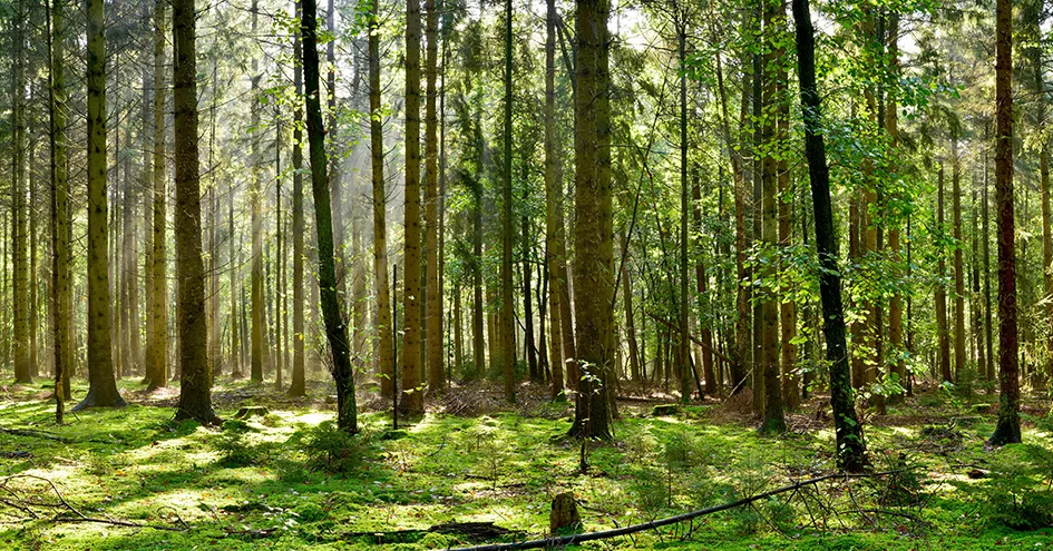 Uma floresta com solo coberto de musgo e raios de sol a brilhar entre as árvores (foto)