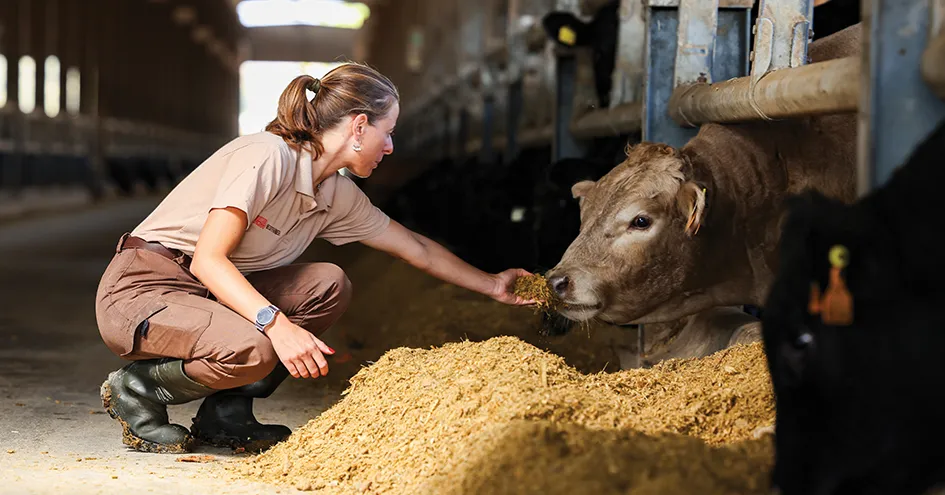 Uma mulher num estábulo, ajoelhada, a alimentar uma vaca à mão (foto)
