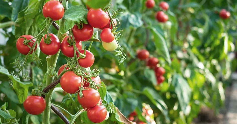 Close-up de tomates maduros na videira com um fundo desfocado de outras plantações de tomate (foto)