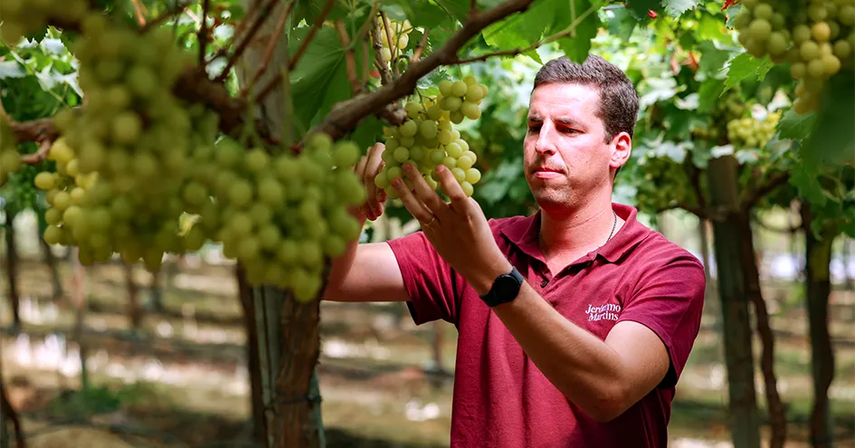 Homem a verificar as uvas numa vinha (foto)